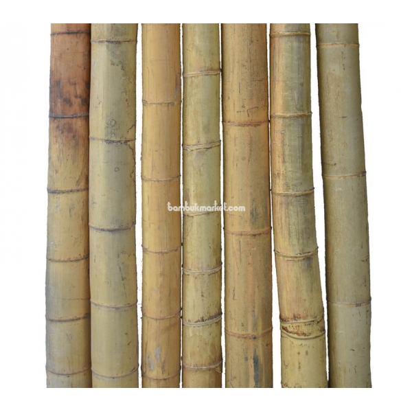 Бамбуковый ствол, Ø15-16см, L 3м, натуральный, СОРТ 2 – фото 11