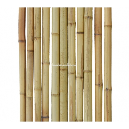 Бамбуковый ствол,  Ø4-5см, L 3м, натуральный. СОРТ 2 - фото 1