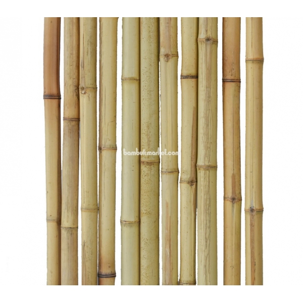 Бамбуковый ствол,  Ø4-5см, L 3м, натуральный. СОРТ 2 – фото 4