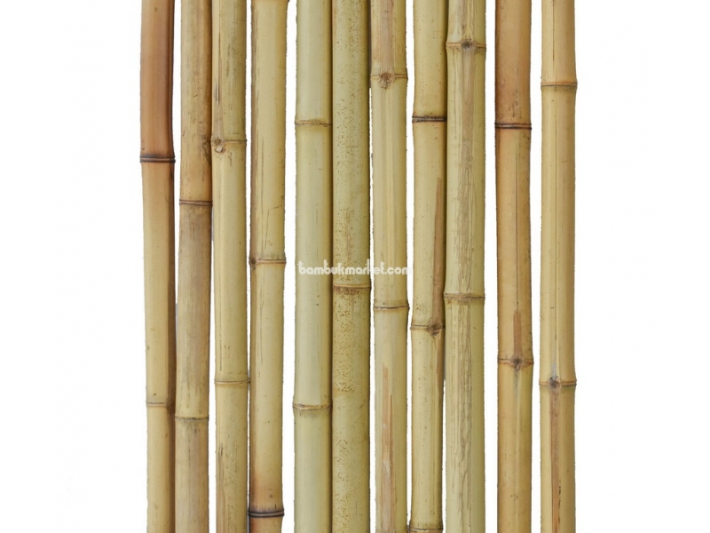 Бамбуковый ствол,  Ø4-5см, L 3м, натуральный. СОРТ 2 – фото 2