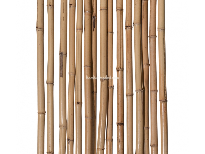 Бамбуковый ствол,  Ø2-3см, L 2м, декоративный, СОРТ 2