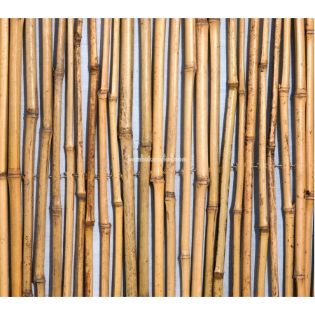  Бамбуковый забор, 6х2  м - фото 1